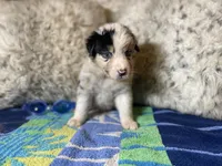 Blue Merle male rs2, a male Australian Shepherd for sale in Kenner, LA – Photo 1 of 6