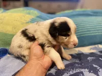 Blue Merle male rs2, a male Australian Shepherd for sale in Kenner, LA – Photo 6 of 6