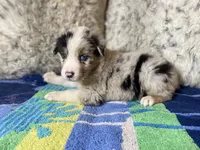 Blue Merle male rs2, a male Australian Shepherd for sale in Kenner, LA – Photo 3 of 6