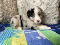 Blue Merle male rs2, a male Australian Shepherd for sale in Kenner, LA – Photo 2 of 6