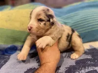 Blue Merle male rs2, a male Australian Shepherd for sale in Kenner, LA – Photo 5 of 6