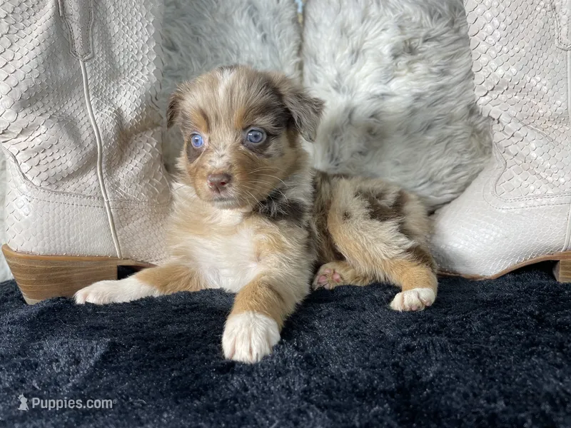 AKC  Red Merle Female     O/S – Australian Shepherd puppy for sale in Kenner, LA