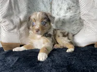 AKC  Red Merle Female     O/S, a female Australian Shepherd for sale in Kenner, LA – 1 of 3