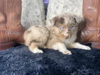 AKC. Red Merle Male 2    O/S, a male Australian Shepherd for sale in Kenner, LA – 3 of 3