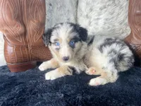 AKC. Blue Merle Male 2    O/S, a male Australian Shepherd for sale in Kenner, LA – 3 of 3