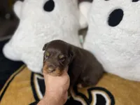 Cookie, a female Australian Shepherd for sale in Kenner, LA – Photo 1 of 5