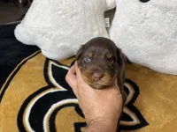 Cookie, a female Australian Shepherd for sale in Kenner, LA – Photo 5 of 5