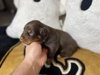 Cookie, a female Australian Shepherd for sale in Kenner, LA – Photo 2 of 5
