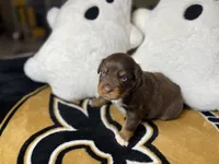 Cookie, a female Australian Shepherd for sale in Kenner, LA – Photo 4 of 5