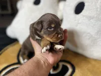 Cookie, a female Australian Shepherd for sale in Kenner, LA – Photo 3 of 5