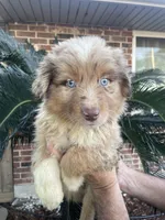 Red Merle male. , a male Australian Shepherd for sale in Kenner, LA – Photo 2 of 3