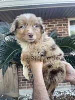 Red Merle male. , a male Australian Shepherd for sale in Kenner, LA – Photo 3 of 3