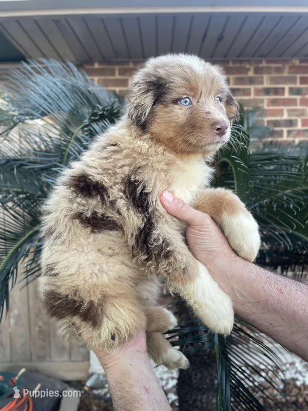 Red Merle male.  – Australian Shepherd puppy for sale in Kenner, LA
