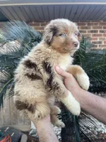 Red Merle male. , a male Australian Shepherd for sale in Kenner, LA – Photo 1 of 3
