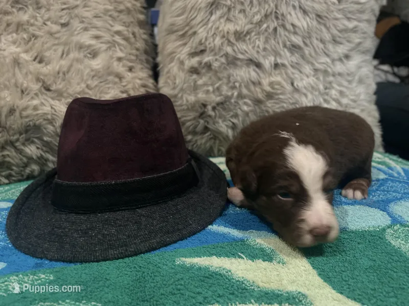 Red tricolor male 3. AKC