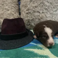 Red tricolor male 3. AKC, a male Australian Shepherd for sale in Kenner, LA – Photo 6 of 10