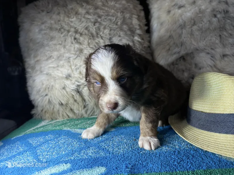 Red tricolor male 3. AKC – Australian Shepherd puppy for sale in Kenner, LA