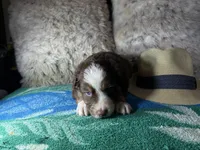 Red tricolor male 3. AKC, a male Australian Shepherd for sale in Kenner, LA – Photo 3 of 10