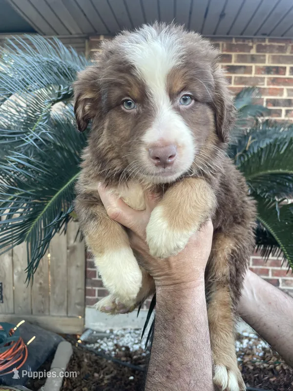 Red tricolor male 3. AKC – Australian Shepherd puppy for sale in Kenner, LA