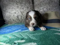 Red tricolor male 3. AKC, a male Australian Shepherd for sale in Kenner, LA – Photo 2 of 10