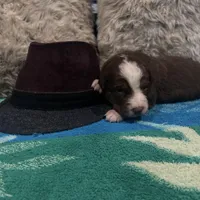 Red tricolor male 3. AKC, a male Australian Shepherd for sale in Kenner, LA – Photo 9 of 10