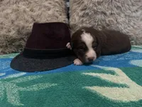 Red tricolor male 3. AKC, a male Australian Shepherd for sale in Kenner, LA – Photo 4 of 5