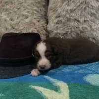 Red tricolor male 3. AKC, a male Australian Shepherd for sale in Kenner, LA – Photo 8 of 10