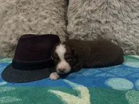 Red tricolor male 3. AKC, a male Australian Shepherd for sale in Kenner, LA – Photo 3 of 5