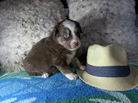 Red tricolor male 3. AKC, a male Australian Shepherd for sale in Kenner, LA – Photo 5 of 10