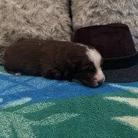 Red tricolor male 3. AKC, a male Australian Shepherd for sale in Kenner, LA – Photo 10 of 10