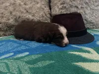 Red tricolor male 3. AKC, a male Australian Shepherd for sale in Kenner, LA – Photo 5 of 5