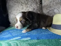 Red tricolor male 3. AKC, a male Australian Shepherd for sale in Kenner, LA – Photo 4 of 10