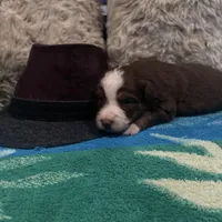 Red tricolor male 3. AKC, a male Australian Shepherd for sale in Kenner, LA – Photo 7 of 10