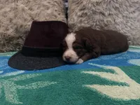 Red tricolor male 3. AKC, a male Australian Shepherd for sale in Kenner, LA – Photo 2 of 5