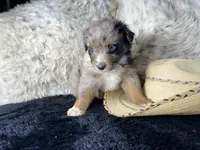 AKC. Blue Merle Male. 2. L/S, a male Australian Shepherd for sale in Kenner, LA – 2 of 3