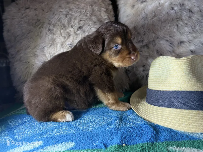 Red tricolor male 2. AKC – Australian Shepherd puppy for sale in Kenner, LA