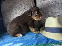 Red tricolor male 2. AKC, a male Australian Shepherd for sale in Kenner, LA – Photo 2 of 5