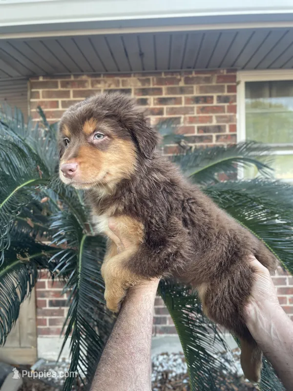 Red tricolor male 2. AKC, a male Australian Shepherd for sale in Kenner, LA – Photo 1 of 5