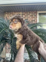 Red tricolor male 2. AKC, a male Australian Shepherd for sale in Kenner, LA – Photo 1 of 5