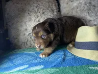 Red tricolor male 2. AKC, a male Australian Shepherd for sale in Kenner, LA – Photo 5 of 5