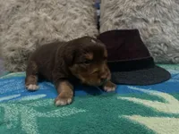 Red tricolor male 2. AKC, a male Australian Shepherd for sale in Kenner, LA – Photo 2 of 4
