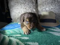 Red tricolor male 2. AKC, a male Australian Shepherd for sale in Kenner, LA – Photo 3 of 5