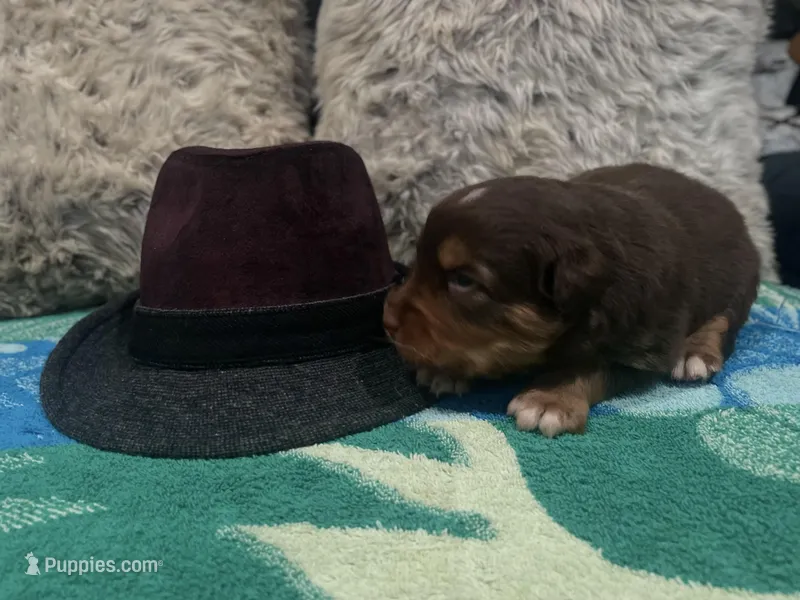 Red tricolor male 2. AKC