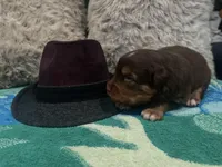 Red tricolor male 2. AKC, a male Australian Shepherd for sale in Kenner, LA – Photo 1 of 4