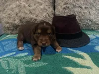 Red tricolor male 2. AKC, a male Australian Shepherd for sale in Kenner, LA – Photo 3 of 4