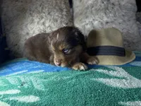 Red tricolor male 2. AKC, a male Australian Shepherd for sale in Kenner, LA – Photo 4 of 5