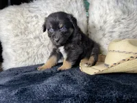 AKC. Black Tricolor Male. 1   L/S, a male Australian Shepherd for sale in Kenner, LA – 3 of 3