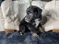 AKC   Black Tricolor Female 1  O/S, a female Australian Shepherd for sale in Kenner, LA – 3 of 4