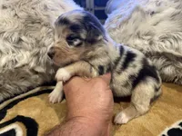 Blue Merle female ns4, a female Australian Shepherd for sale in Kenner, LA – Photo 6 of 6