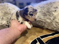 Blue Merle female ns4, a female Australian Shepherd for sale in Kenner, LA – Photo 5 of 6